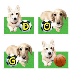 Dachshund Momo Corgi Nana Alphabet