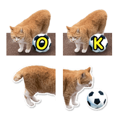 Stray Cat Alphabet