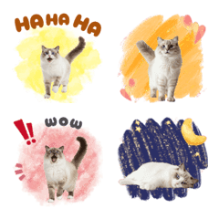 CAT GOOD Emoji15
