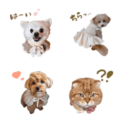 Furuyawanko
