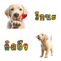 Cute Little Labrador retriever