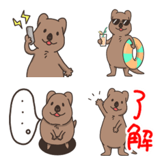 A relaxed quokka
