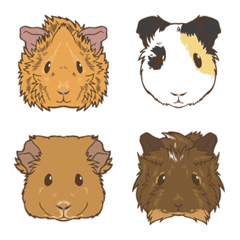 Guineapig face01