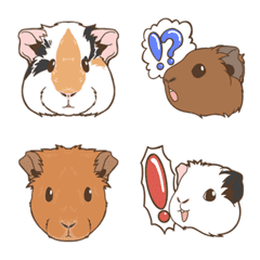 Guineapig face02