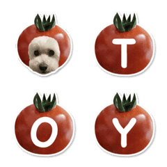 Toy Poodle Tomato Alphabet 4
