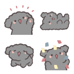 The daily life of a black toy poodle