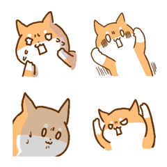 Shiba Inu M's best everyday life.
