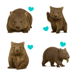 ウォンバットはハムスターとクマに似て 7あ