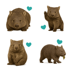 ウォンバットはハムスターとクマに似て 8お