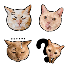 orange cat-foolmiedei