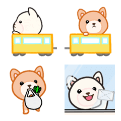 柴犬のちゃたろうとしろたろう2