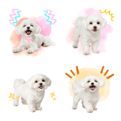 いつでも使えるマルチーズ絵文字