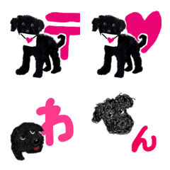 黒トイプーのまあさ２