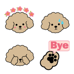 Cutest Poodle Ever-Cream with Class