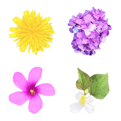 Flower picture book