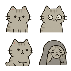 人見知り猫、交流拒否中