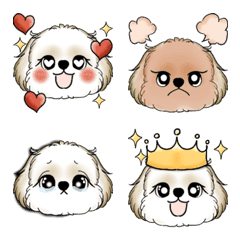 New Shih tzu 2025