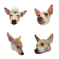 7 ne tsundere Ailly mini