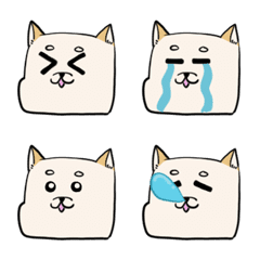 白柴犬!!!!!!!