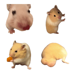 KETSUGOLDEN