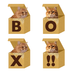 ペルシャ猫 ひよこ 箱入り アルファベット