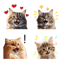 毎日のふわふわ子猫【セリフなし、日常】