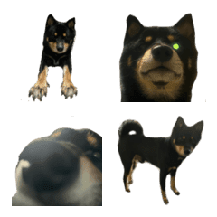 Put a Shiba at the end of the sentence