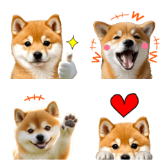 毎日のしば犬！