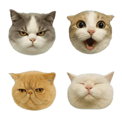 Meow Cat Faces 1