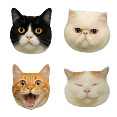 Meow Cat Faces 2