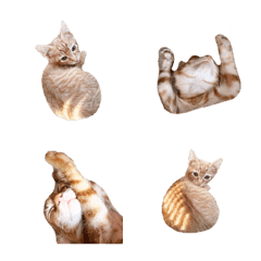 Cute orange cat life diary-1-418