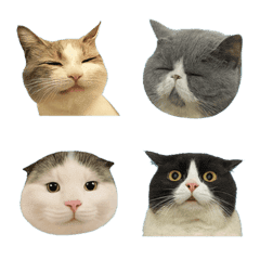 Meow Cat Faces 3