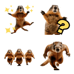 まんまるマーモット、毎日ごきげん！