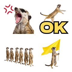 見張り上手なミーアキャットの日常