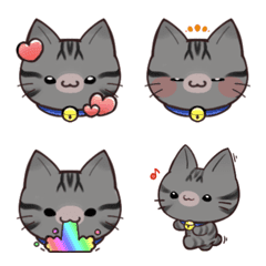 The daily life of a kizitora cat