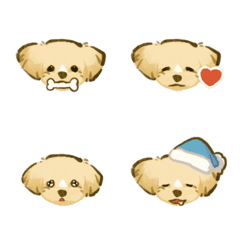 Funny Maltipoo