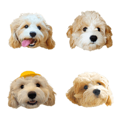 キャバションのアルバだよ。（emoji）