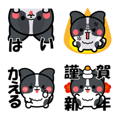 ボーダーコリー!!1BK&Ｗ