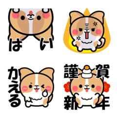 ボーダーコリー!!1RD&W