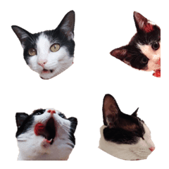 Kuching Emoji Vol.1