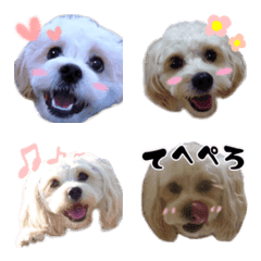 mimosa's emoji