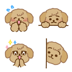 Toy poodle with the Beige color5