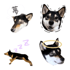 酒井家の小町ちゃん