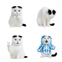 真ん中分けの猫の絵文字