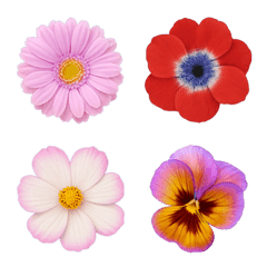 綺麗なお花