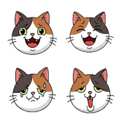 a tortoise-shell cat