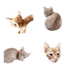 Cute orange cat life diary-1-431