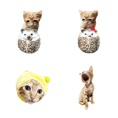 Cute orange cat life diary-3-444
