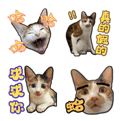 莎寶