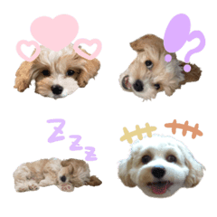 キャバションのアムたん